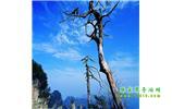 湘西之旅：張家界、天子山、寶峰湖/黃龍洞、鳳凰古城、猛洞河漂流、天門山六日游